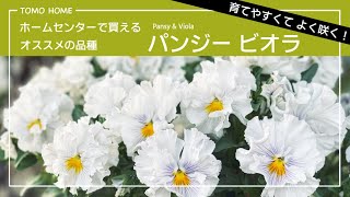 【多花性】パンジー・ビオラのお勧め品種の紹介【フリル咲き】