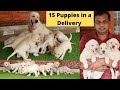 ഇനിയും Labrador Puppy വാങ്ങാത്തവർ ഉണ്ടോ?|നമ്മുടെ Labrador പ്രസവിച്ചു,15 Puppy |Labrador Puppy sale