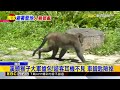 獨家》 熱飆36度！千人湧南投溪頭避暑 享受天然冷氣@newsebc