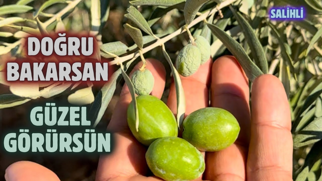 Zeytinler Neden Buruşur?