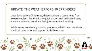 English Springer Rescue America: Update on The Weatherford Springers Rescued Days Before Christmas