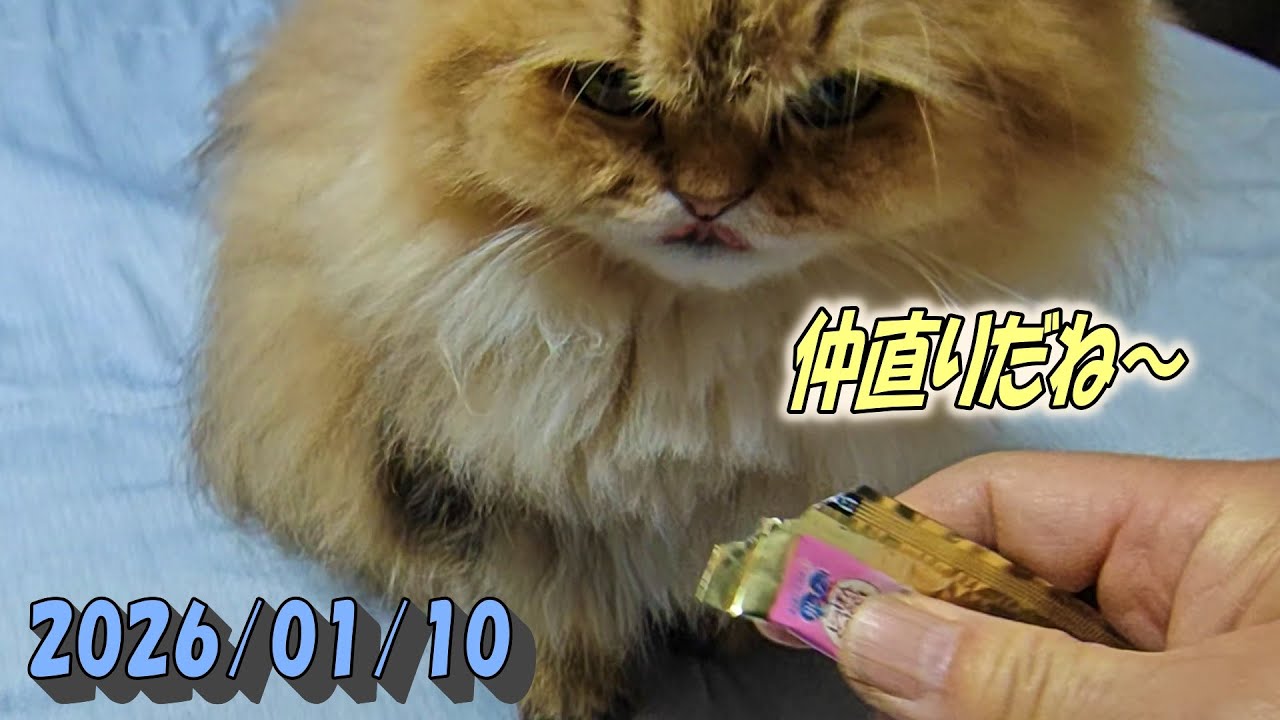 しつこいブラシに引掻いて騒ぐがチュールで仲直りするひとみ　Persian cat Hitomi's relaxing days　2026/01/10