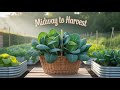 MInd Blowing Transformations in My BRASSICA Plants!