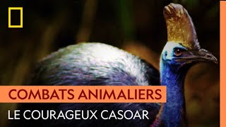 Le casoar, cet oiseau millénaire qui n'a pas peur des serpents
