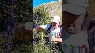 El Aconitum: La Planta Más Venenosa de Europa. ¿Conoces Estas Dos Especies? 🌿☠️ El Aconitum: La Planta Más Venenosa de Europa. ¿Conoces Estas Dos Especies? 🌿☠️