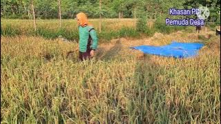 Ngarit Pari Gebyar Panen Raya