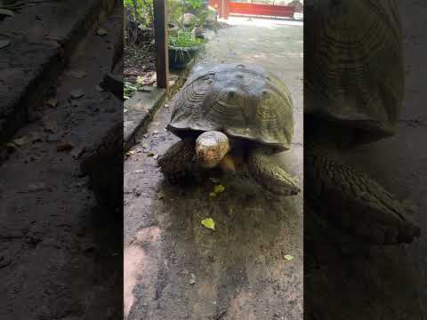 กลับบ้านกาสิน #Taostp