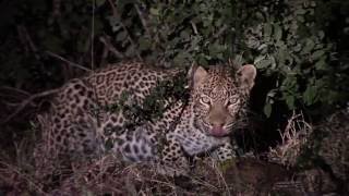 Leopard feeding at night