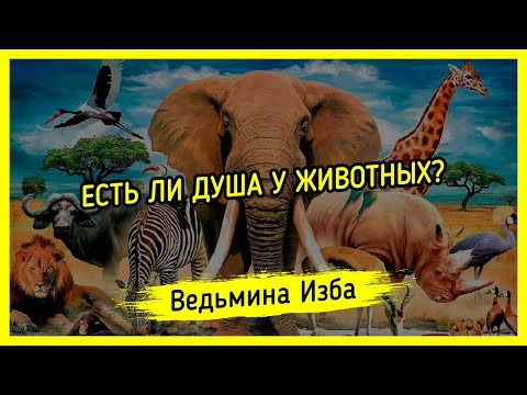 ЕСТЬ ЛИ ДУША У ЖИВОТНЫХ? ВЕДЬМИНА ИЗБА ▶️ МАГИЯ