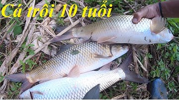 Đụng bầy cá trôi 10 tuổi - Hành trình săn hàng tự nhiên trong cơn bão số 2 | 14-8-2022