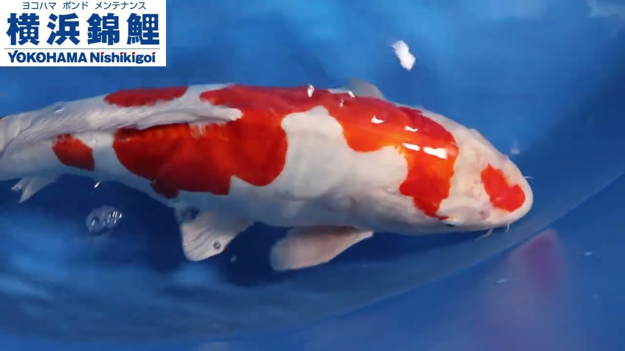 横浜錦鯉】菊水(新潟県・平澤養鯉場産)54㎝ - YouTube