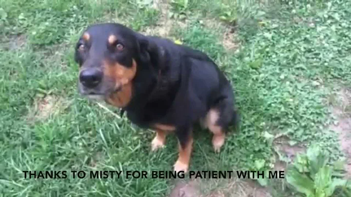 Misty Takes on the World - Dog Tricks