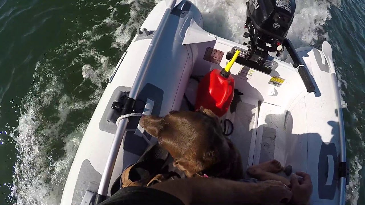 A day with Stella on Jetty Island point in Port of Everett Washington