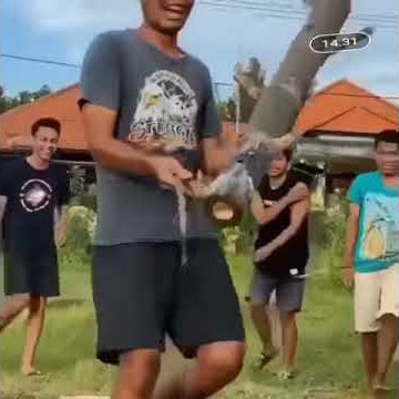 Petasan bambu lucu