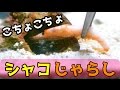 桜エビでシャコをじゃらしてみた!I gave Sakura shrimp to the mantis shrimp