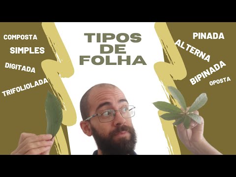 Vídeo: Na folha composta pinada a raque está presente?