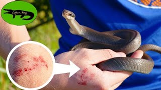 Do NONVENOMOUS Snake Bites Hurt? - Catching Some FEISTY Racer Snakes!