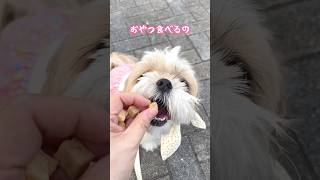 お外で食べるおやつが大好きな、ななちゃん🐶 #シーズー