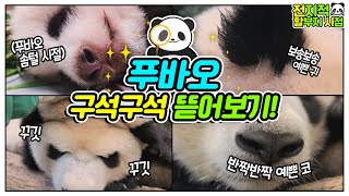 [전지적 할부지 시점] ep.11 월드스타 푸바오 밀착 취재! 눈, 코, 귀, 발까지 초근접샷 공개합니다│에버랜드 판다월드(Everland Panda Fubao)