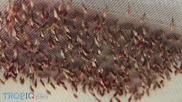 Barcoded live insect screens: mosquito feeding on 96 well microtiter plate