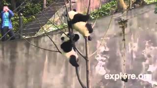 2012-04-22 BFX Panda Cubbies Play in Their Tree (5)