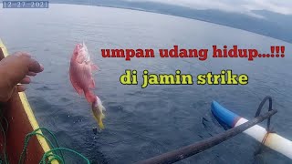 umpan yang sangat disukai ikan kakap merah dan GT...