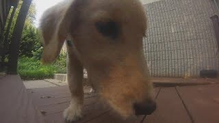 National Dog Day with Paws puppy Laker