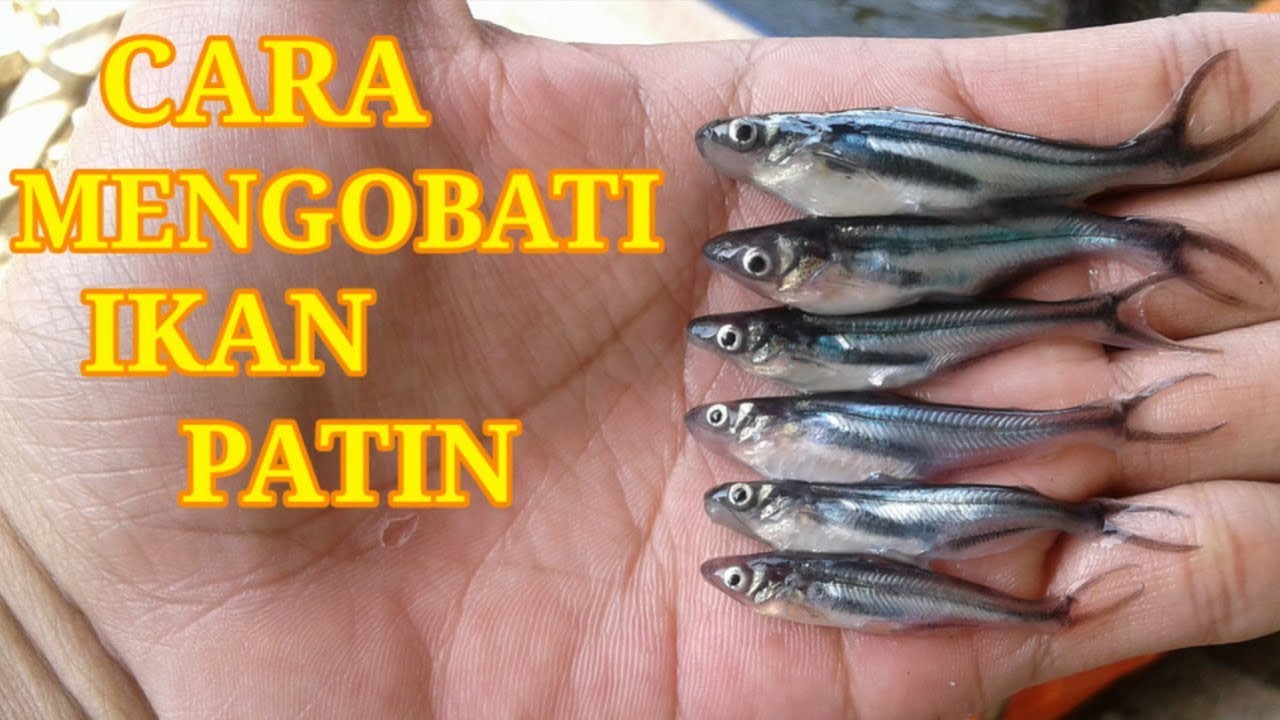 CARA MENGOBATI IKAN PATIN PART 6