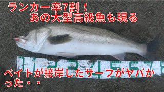 獲ったサーフシーバスは大半ランカー越え！イワシの群れ接岸で時合突入　あの大型魚もヒット