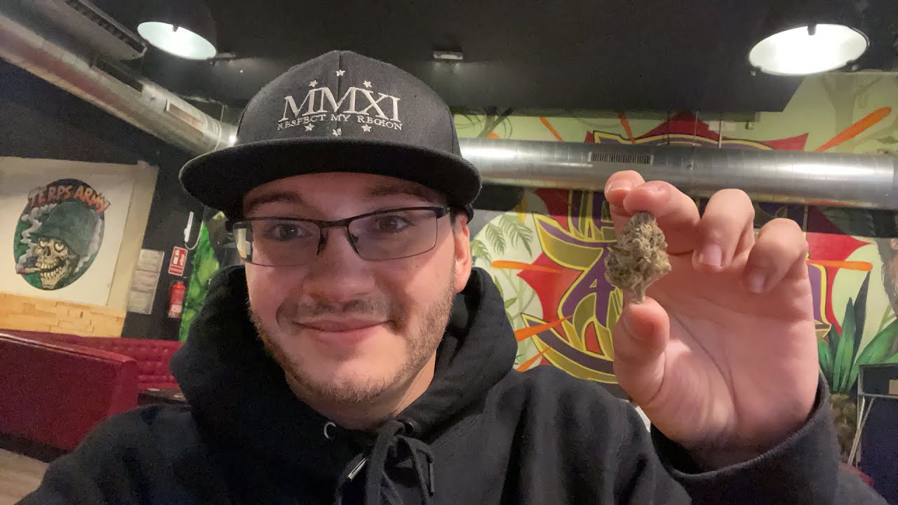 Mimosa Strain Review Ft Rincon Dé María in Barcelona Spain