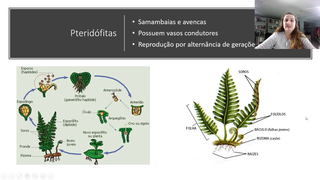 REINO PLANTAE YouTube