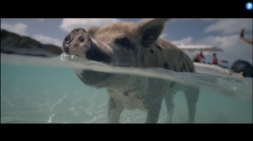 Chicca Italiana - Bongo Cha Cha (Official Music Video) (4K)