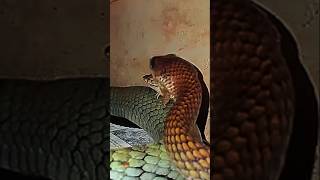 Detik Detik Ular Memangs4 Katak shorts