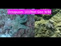 Octopuses 101 Nat Geo Wild