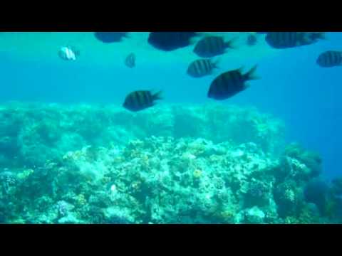 Vidéo: Premier Signalement De Polyonyx Loimicola Sankolli, 1965 (Crustacea, Decapoda, Anomura, Porcellanidae) De La Mer Rouge, Egypte