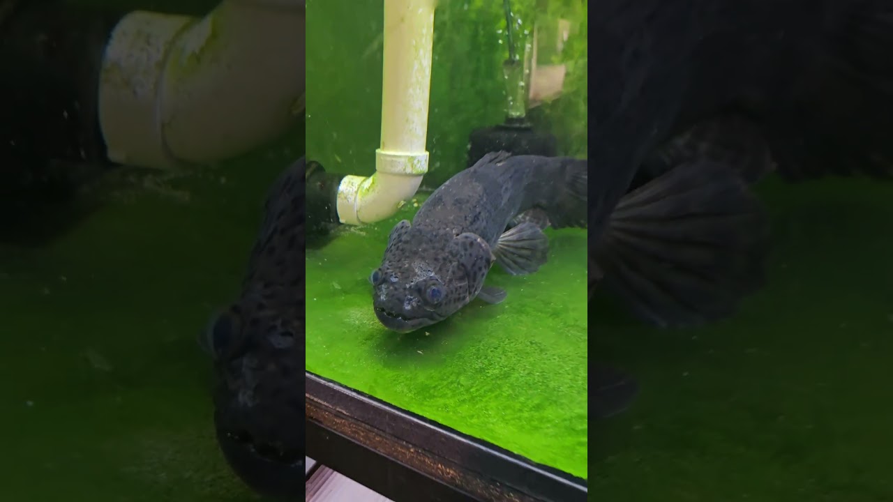 legendary aimara wolffish #fish