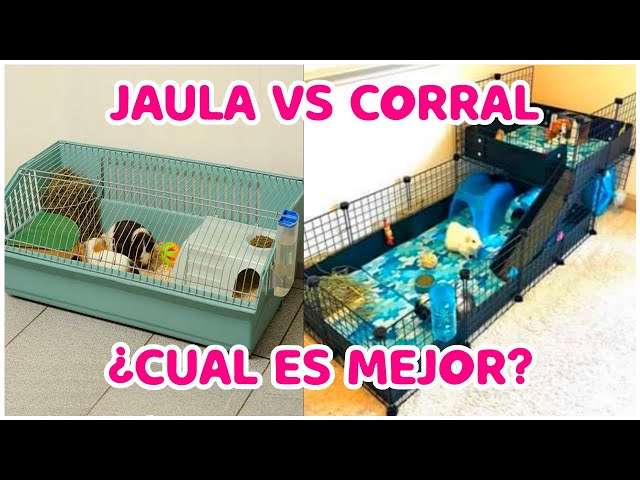 CUAL ES LA MEJOR JAULA PARA CUYOS  Jaula para cobayas C&C CYC 