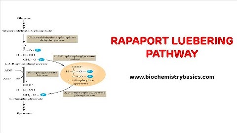 Rapaport Leubering Cycle || BPG Shunt Pathway