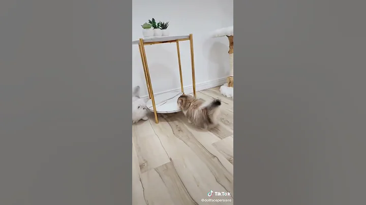 Watch the video about Short Hair kitten playing with her friends!