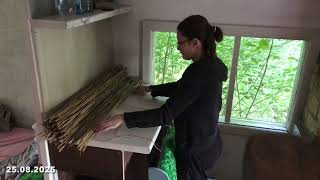 видео: Первая примерка декоративного забора из камыша картинка: Первая примерка декоративного забора из камыша