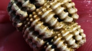 1497. Esztergom Alsó Duna-Part Garam Folyó Torkolatában És Szemközt Tengeri Csigák. A Szürke-Part.