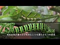 あまりに違いすぎるアゲハの幼虫　　Way too different Caterpillars