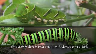 あまりに違いすぎるアゲハの幼虫　　Way too different Caterpillars