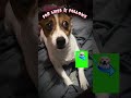 #jackrussellterrier #dogshorts #dogs #cute #viral #follow