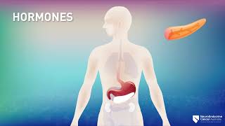 What is the Neuroendocrine System and how do Neuroendocrine Tumours develop?