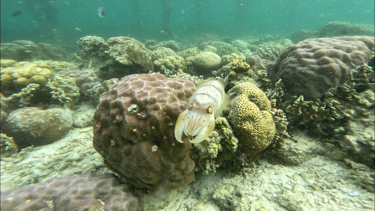 202212.202301 Snorkeling in Flores YouTube