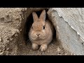 My Rabbit Started Her First Burrow… Look What Happened in 3 Days 