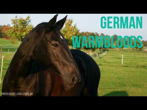 Video: Friesian Horse
