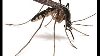 Mosquito Control In Dallas screenshot 5