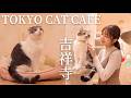 吉祥寺｜猫が作った城・猫カフェ…全部かわいい神スポット｜東京vlog